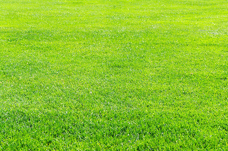 芝生・芝の商用利用可能なフリー写真素材