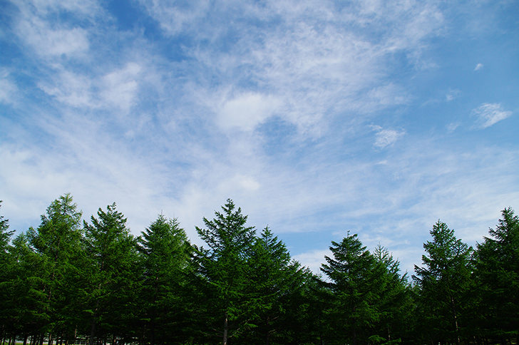 空と木のフリー写真素材