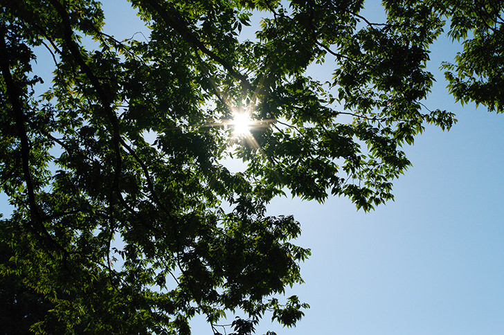 太陽と木の商用利用可フリー写真素材999 フォトック
