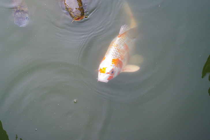 鯉のフリー写真素材