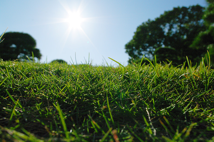 芝生と太陽のフリー写真素材