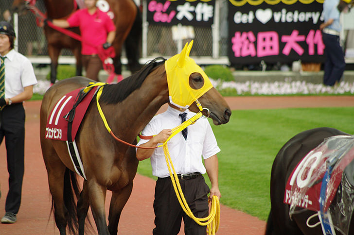 競争馬 ブエナビスタ の商用利用可フリー写真素材1552 フォトック