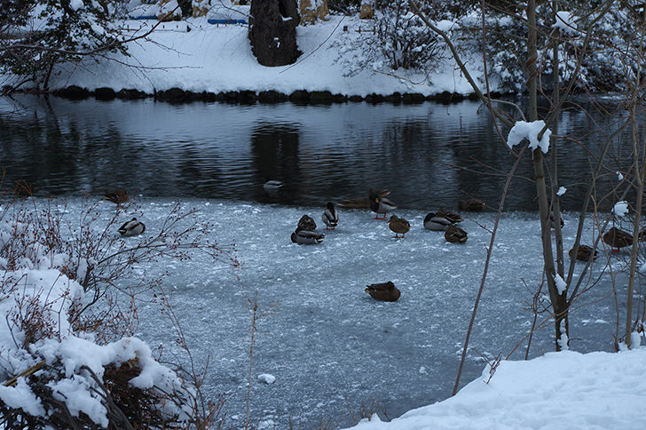 雪と鴨の商用利用可フリー写真素材15 フォトック