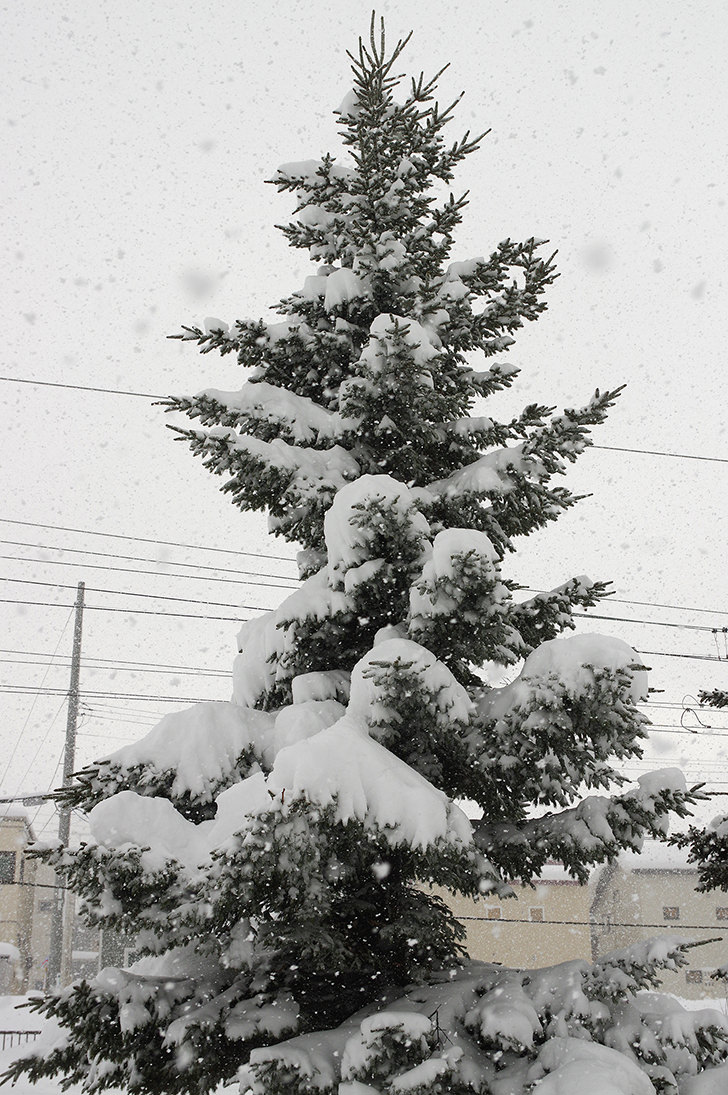 雪と木の商用利用可フリー写真素材1614 フォトック