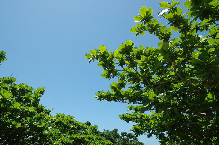沖縄の木と空のフリー写真素材
