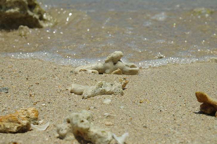 沖縄の水辺と貝殻の商用利用可能なフリー写真素材