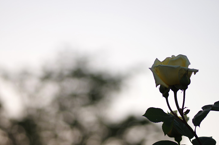 バラの花のフリー写真素材
