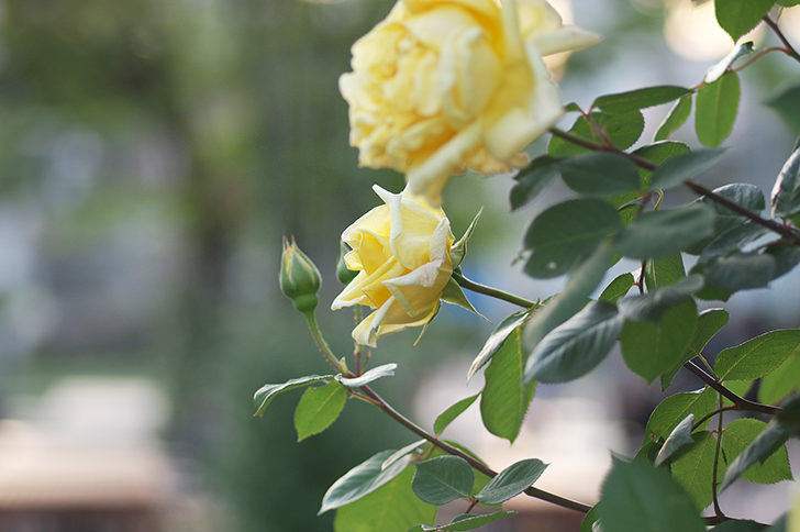 バラの花のフリー写真素材