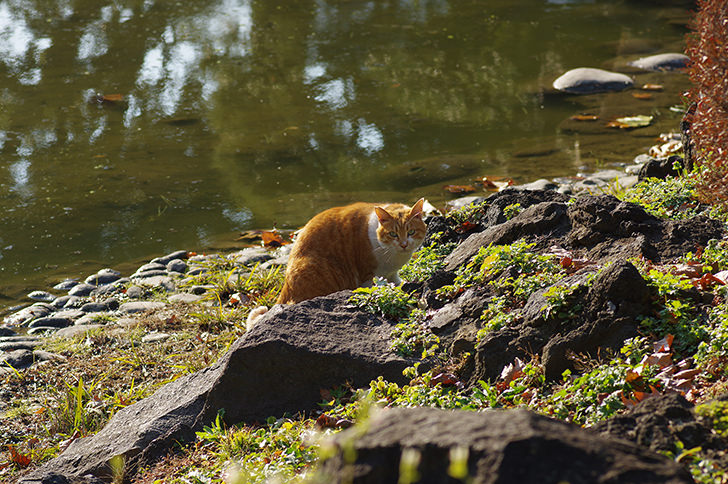 日比谷公園の猫のフリー写真素材
