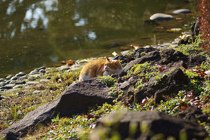 日比谷公園の猫の商用利用可能なフリー写真素材