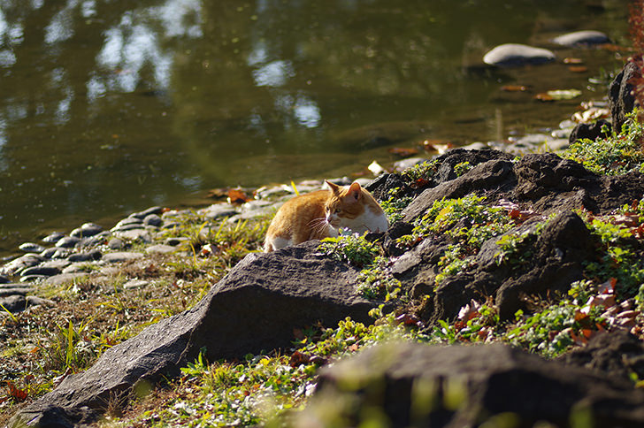 日比谷公園の猫のフリー写真素材
