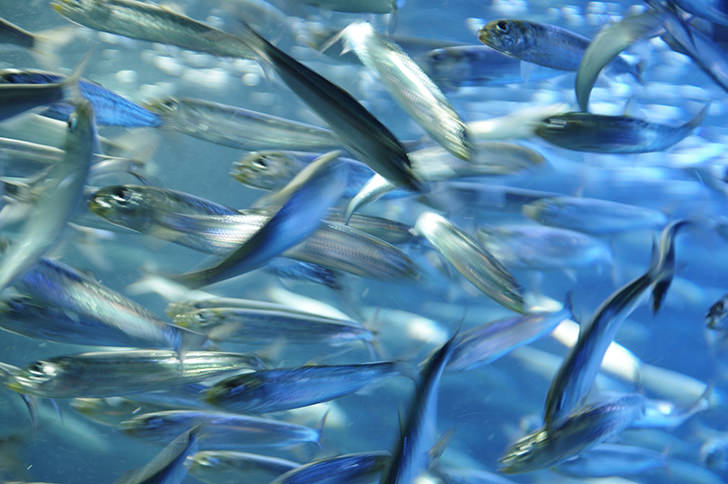 魚の群れのフリー写真素材