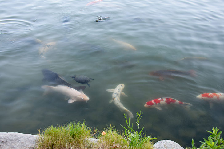 鯉と亀のフリー写真素材