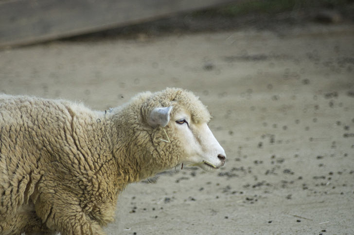 ヒツジ 羊 の商用利用可フリー写真素材3025 フォトック