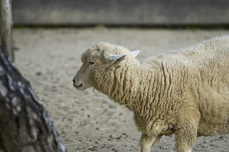 ヒツジ 羊 の商用利用可フリー写真素材3027 フォトック