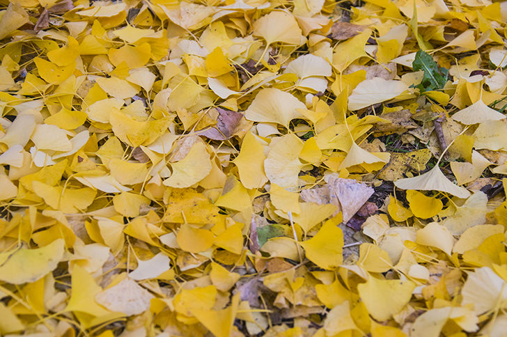 イチョウの落ち葉のフリー写真素材