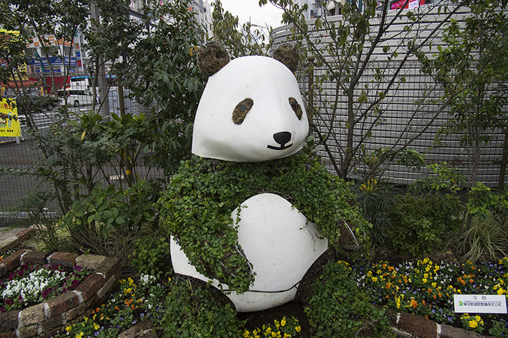 上野のパンダ像のフリー写真素材