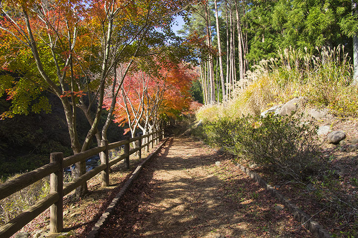 三ツ峠の紅葉のフリー写真素材