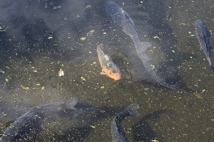 鯉のフリー写真素材