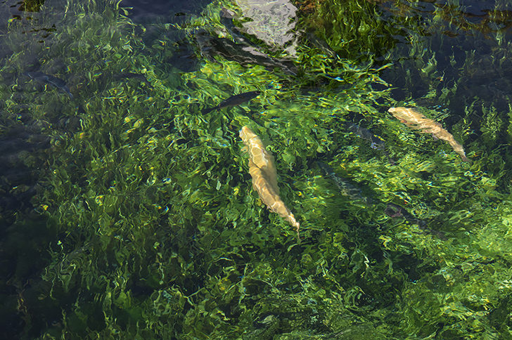 藻と泳ぐ魚のフリー写真素材