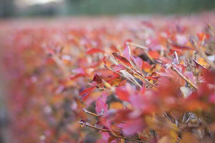 赤い植物のフリー写真素材