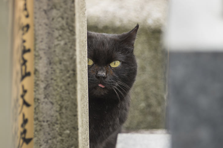 のぞきこむ黒猫のフリー写真素材