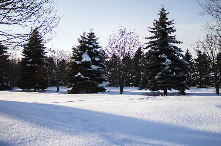 雪と針葉樹のフリー写真素材