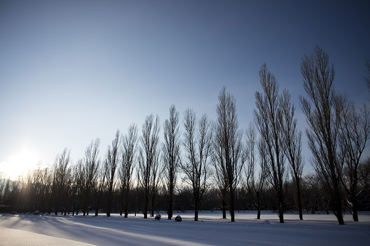 冬の木のフリー写真素材