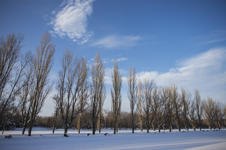 冬の木の商用利用可フリー写真素材4044 フォトック