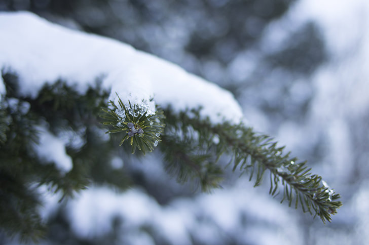 針葉樹と雪のフリー写真素材