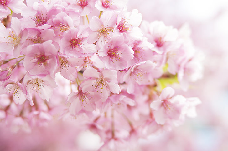 桜の商用利用可能なフリー写真素材