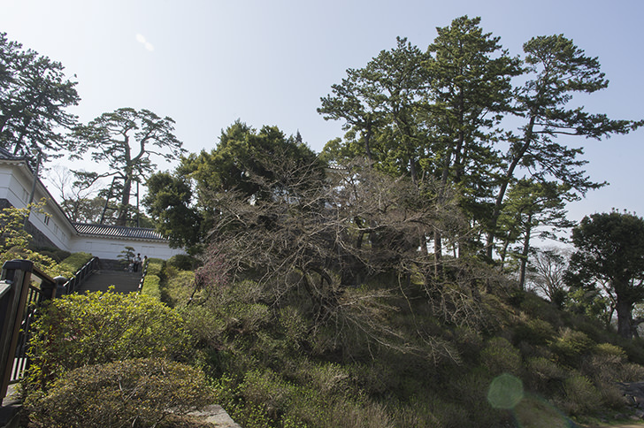 小田原城の自然の商用利用可能なフリー写真素材