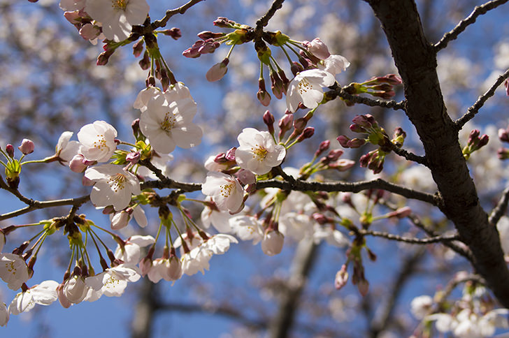 桜の花のフリー写真素材