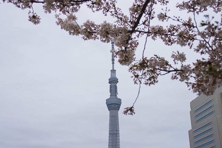 スカイツリーと桜のフリー写真素材