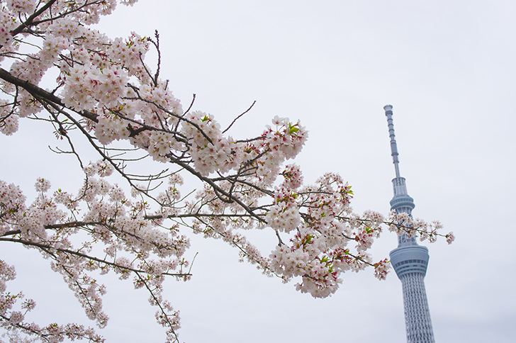 スカイツリーと桜の商用利用可フリー写真素材4513 フォトック