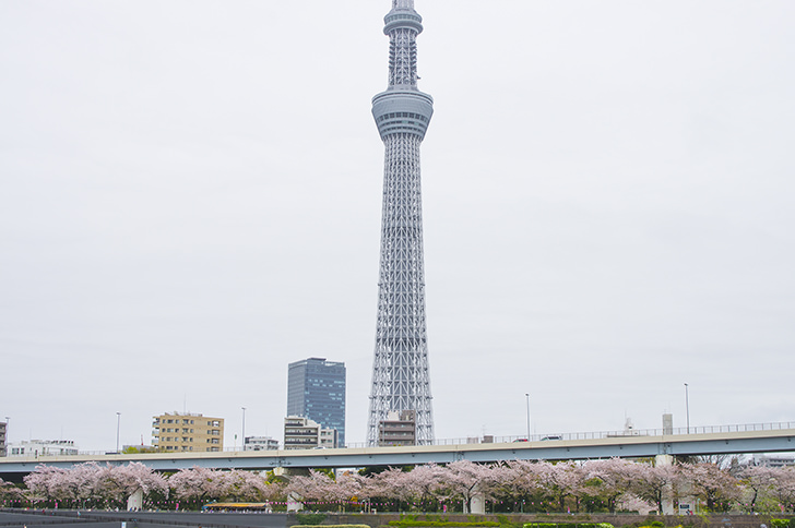隅田川から見えるスカイツリーの商用利用可能なフリー写真素材