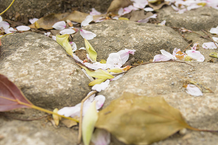落ちる桜の花びらのフリー写真素材