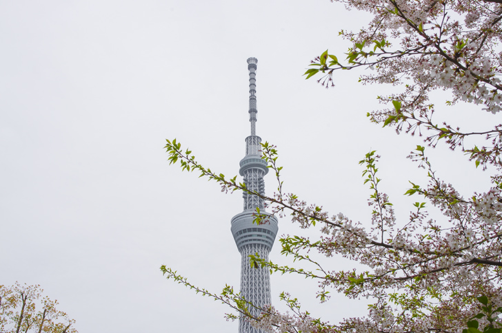 桜とスカイツリーの商用利用可能なフリー写真素材