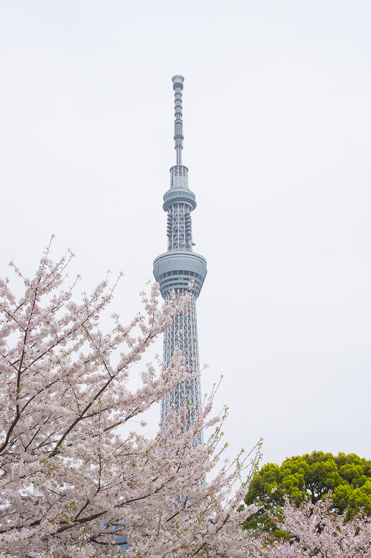 桜とスカイツリーの商用利用可能なフリー写真素材