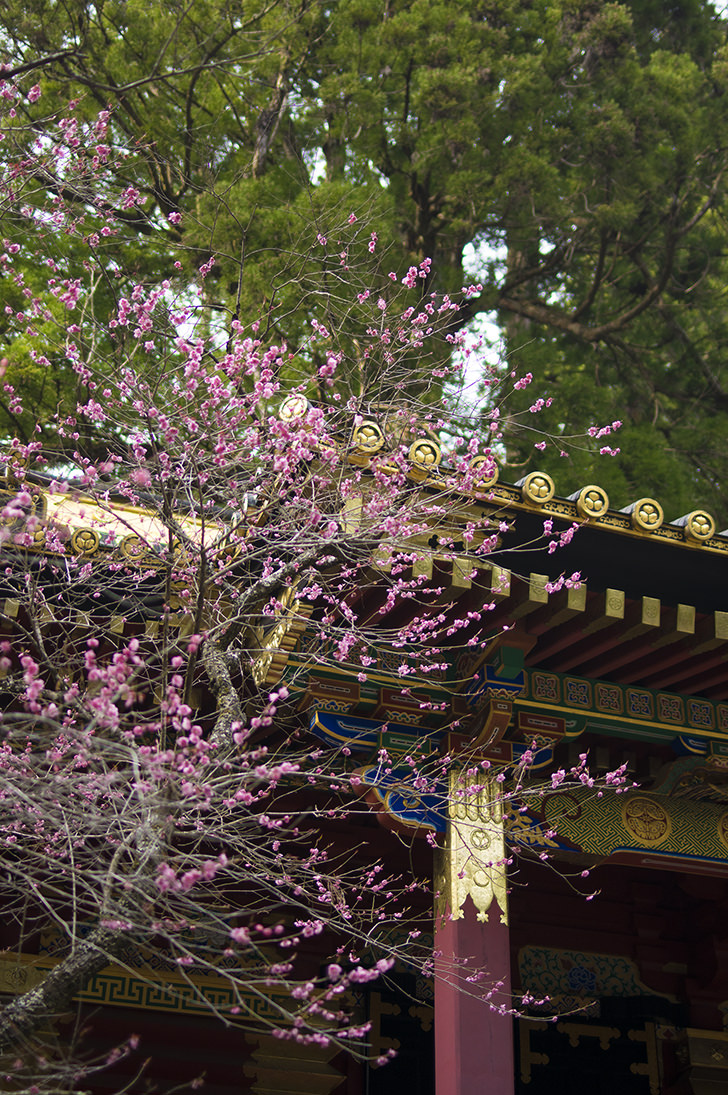 桜と神社のフリー写真素材