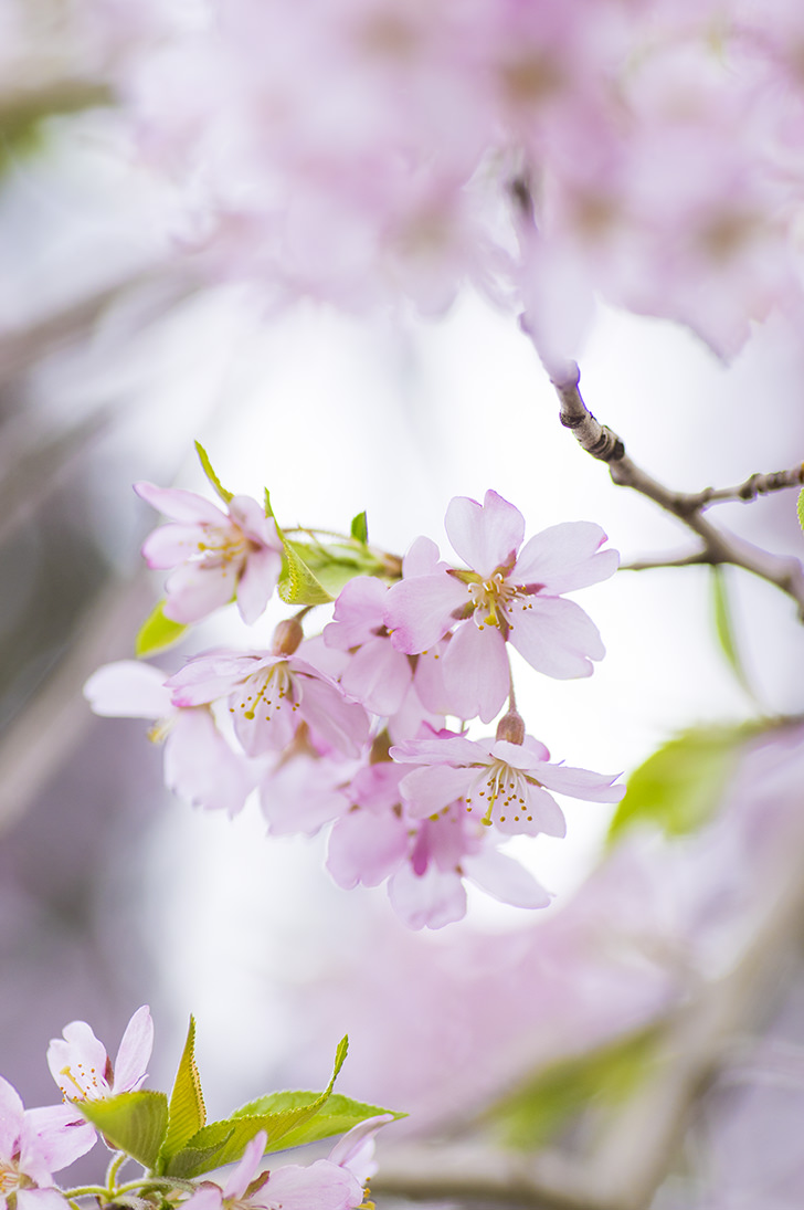 桜の花びらのフリー写真素材