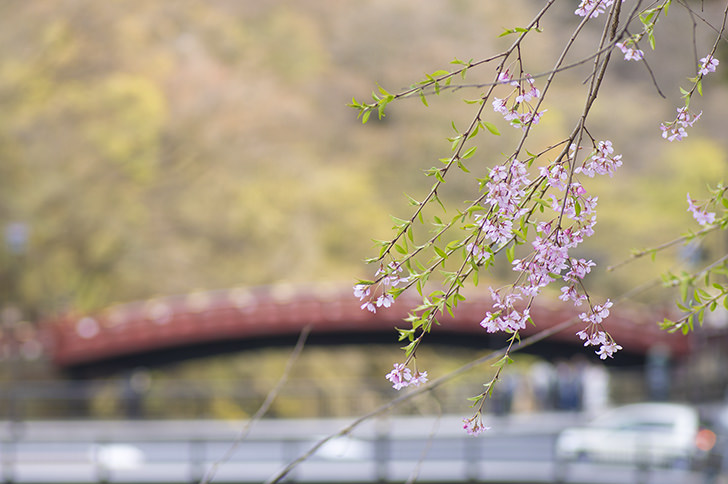 桜の花と橋のフリー写真素材