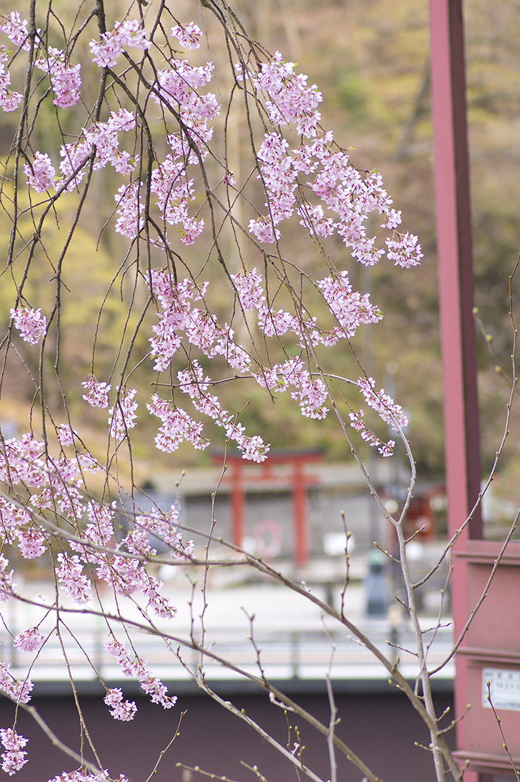 桜と鳥居のフリー写真素材