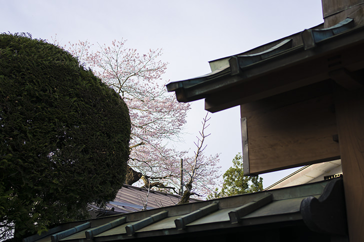 屋敷から見える桜のフリー写真素材