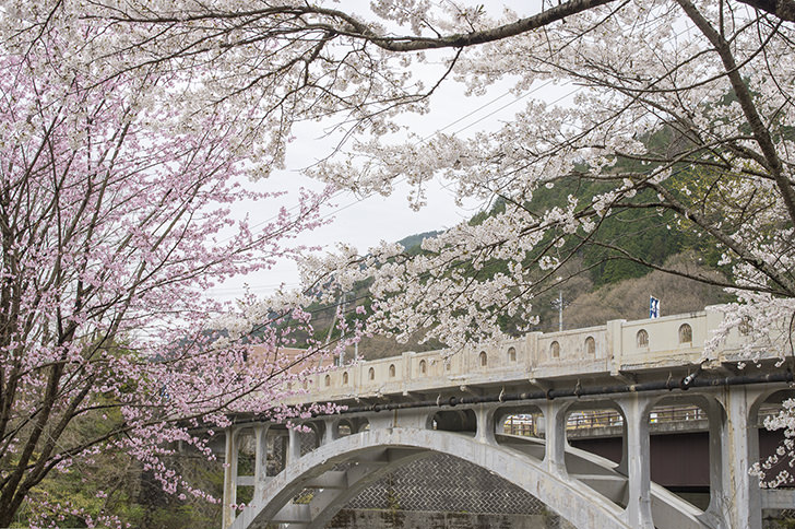 渡良瀬橋と桜の商用利用可能なフリー写真素材