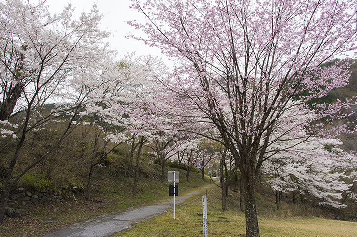 渡良瀬公園のフリー写真素材