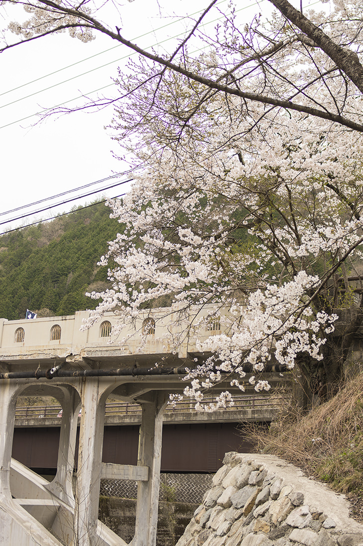 渡良瀬橋と桜の商用利用可能なフリー写真素材