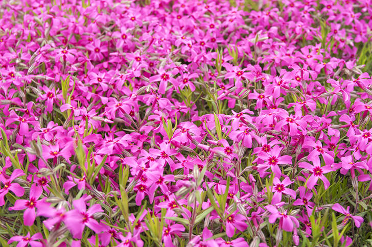 ピンクの花のフリー写真素材