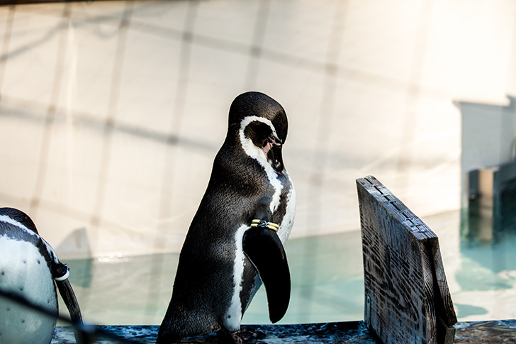 ペンギンの商用利用可フリー写真素材5736 フォトック