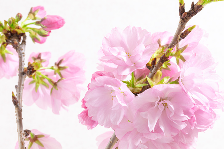 桜の商用利用可フリー写真素材6000 フォトック